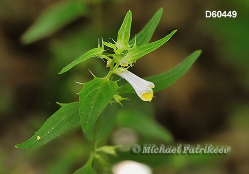 American Cow-wheat (Melampyrum lineare)